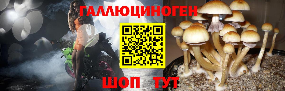 Псилоцибиновые грибы Cubensis Шелехов